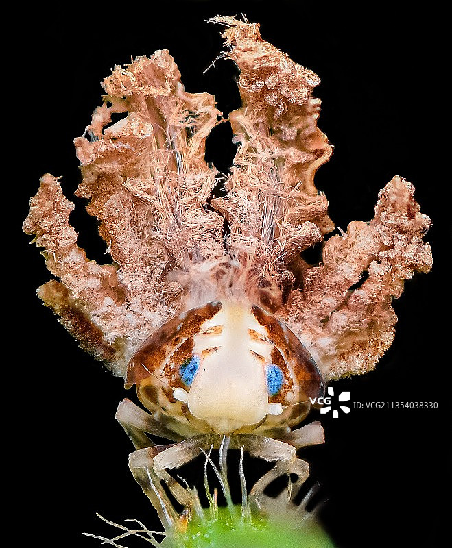 海中游动的鱼特写，印度尼西亚巴厘岛图片素材