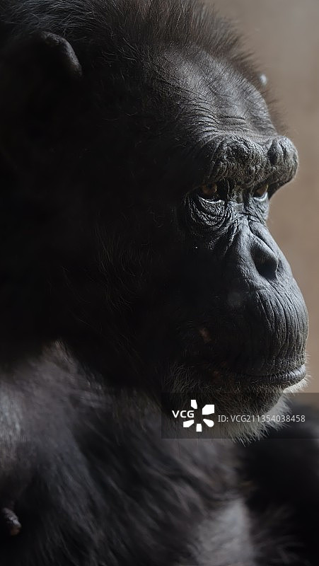 大猩猩特写图片素材