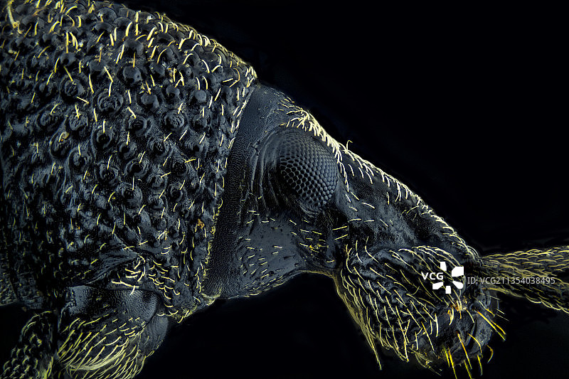 英国伦敦黑色背景下的鳄鱼特写图片素材
