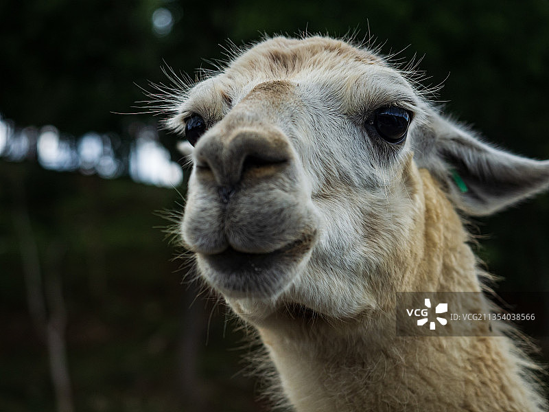 羊驼特写图片素材