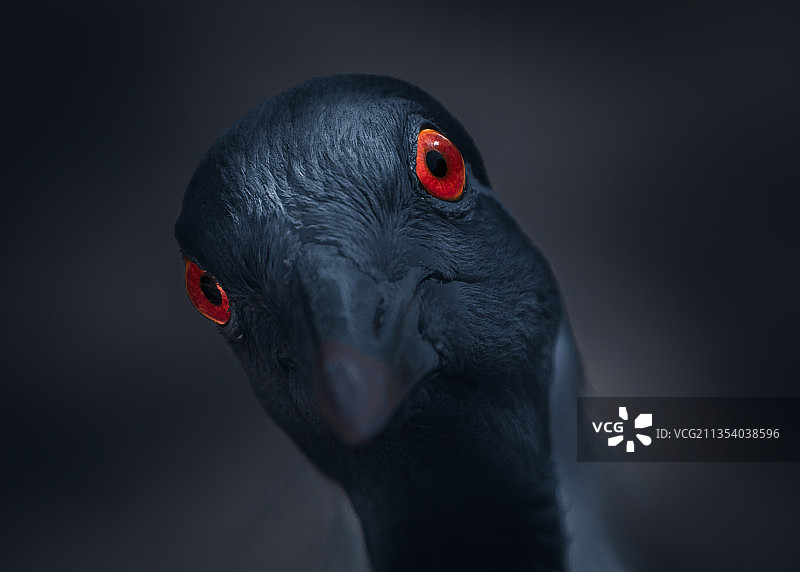 西班牙马德里起重机特写图片素材