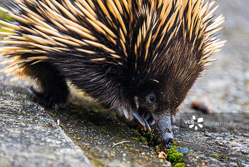 人行道上刺猬的特写图片素材