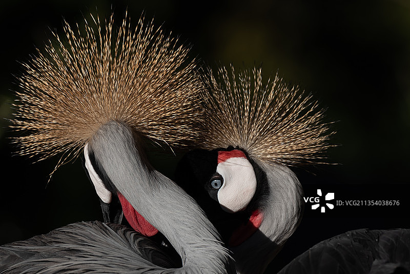 美国加利福尼亚州埃斯孔迪多黑色背景上的羽毛特写图片素材