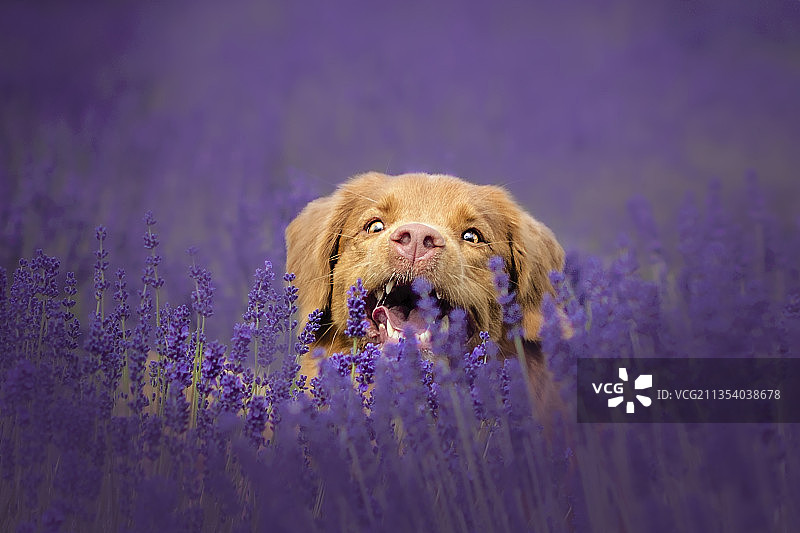 波兰植物中的寻回犬肖像图片素材