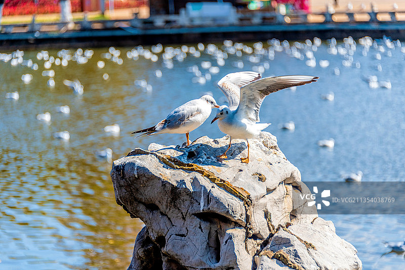 中国云南昆明大观公园的海鸥图片素材