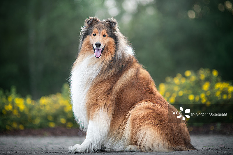 坐在路上的柯利牧羊犬画像，挪威哈卡达尔图片素材