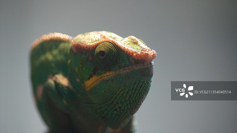 变色龙白色背景特写 英国图片素材