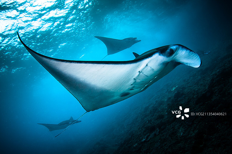 从下方仰视在海中游泳的蝠鲼图片素材