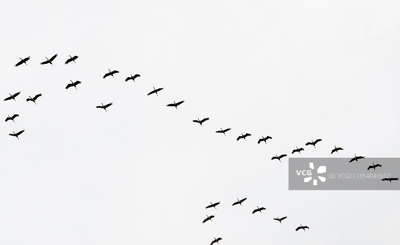 晴空下的飞鸟剪影图片素材