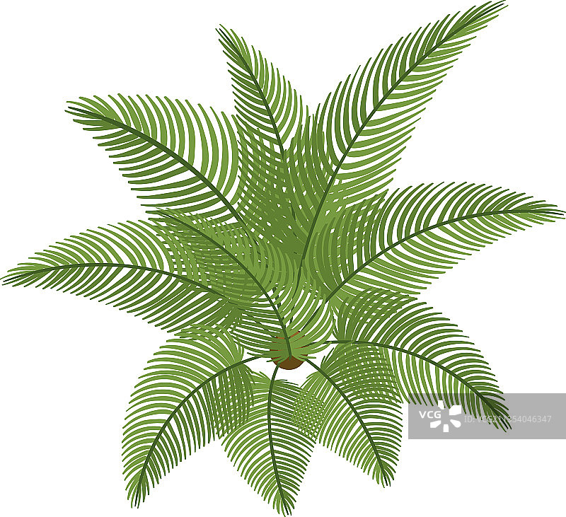 白色背景上的苏铁俯视图图片素材