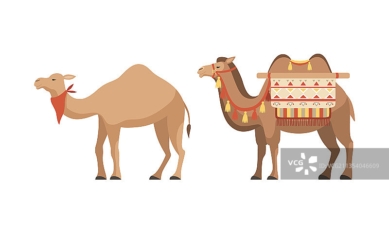 驯养的沙漠篷车动物图片素材