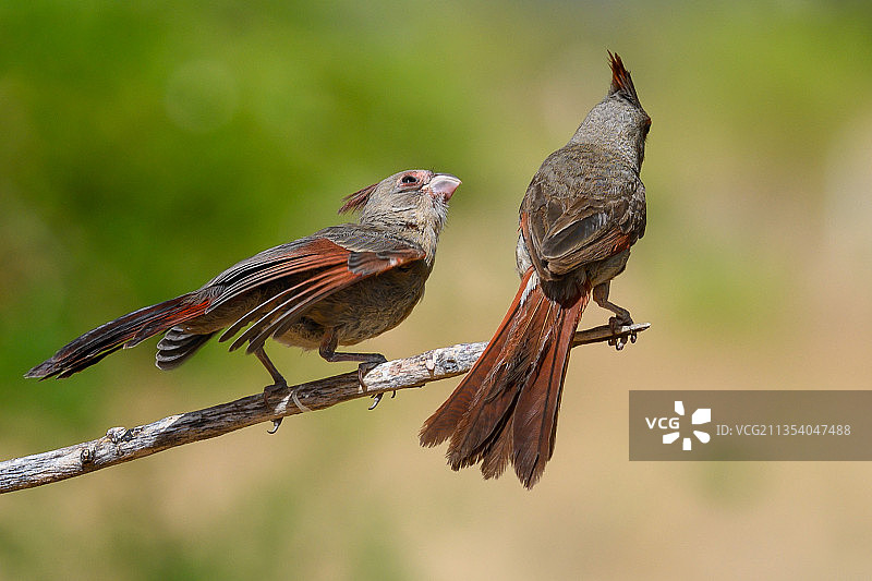 鸟儿栖息在树枝上的特写镜头图片素材