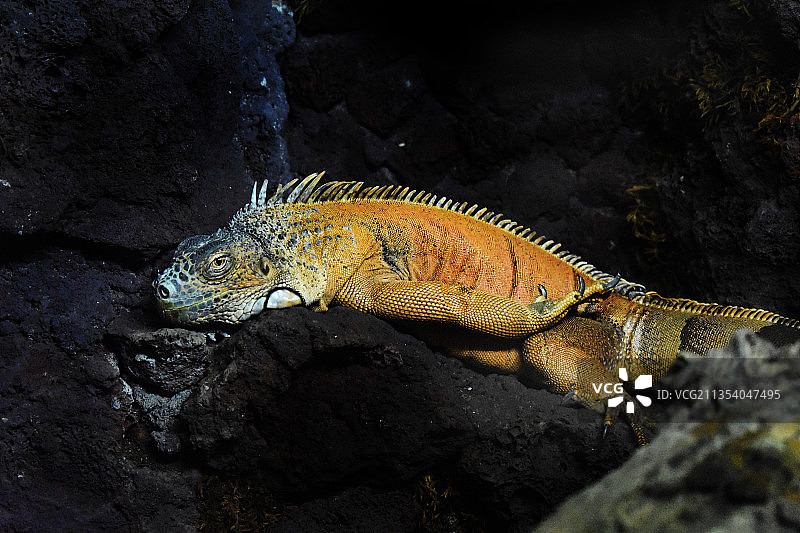 岩石上的鬣蜥特写镜头图片素材