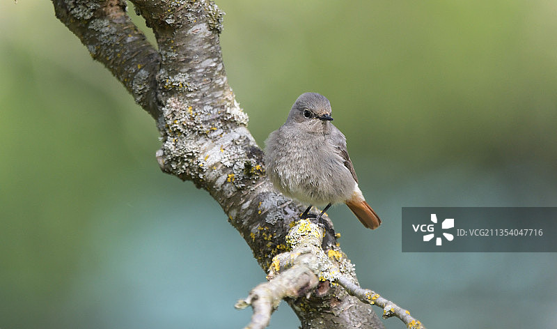 一只漂亮的鸟图片素材