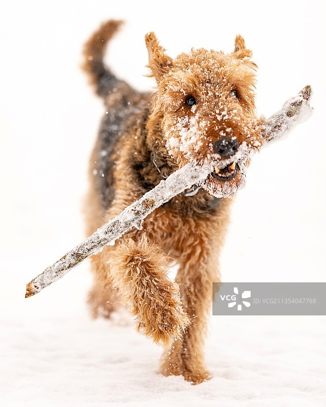 梗犬在雪中行走图片素材