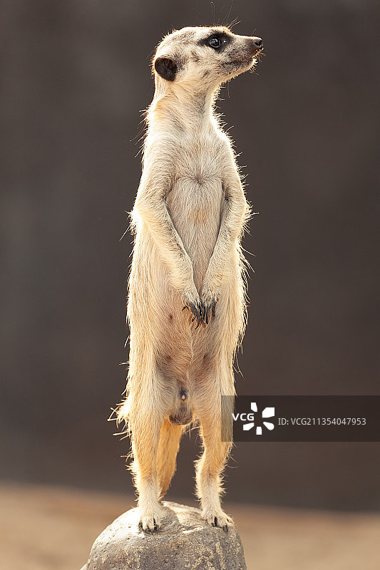 站在岩石上向远处看的猫鼬特写图片素材