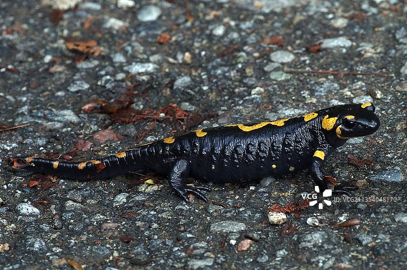 岩石上蜥蜴俯视图图片素材