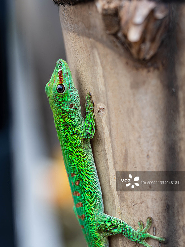 留尼汪：岩石上的壁虎特写图片素材