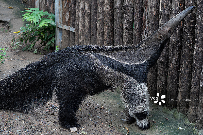 黑鸟特写图片素材