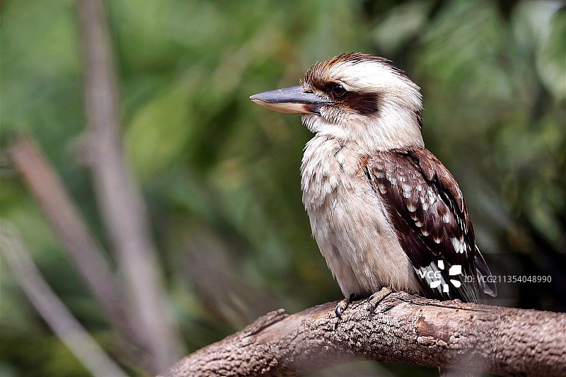 笑翠鸟栖息在树枝上的特写，澳大利亚新南威尔士州莫斯曼图片素材