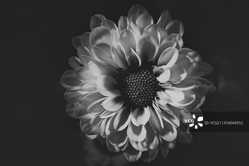 黑色背景上的大丽花特写图片素材