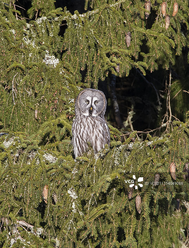 栖息在树上的大灰鸮的画像图片素材