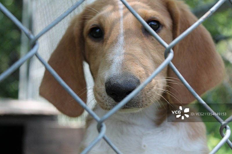 透过链条围栏看到的猎犬特写，美国密苏里州图片素材