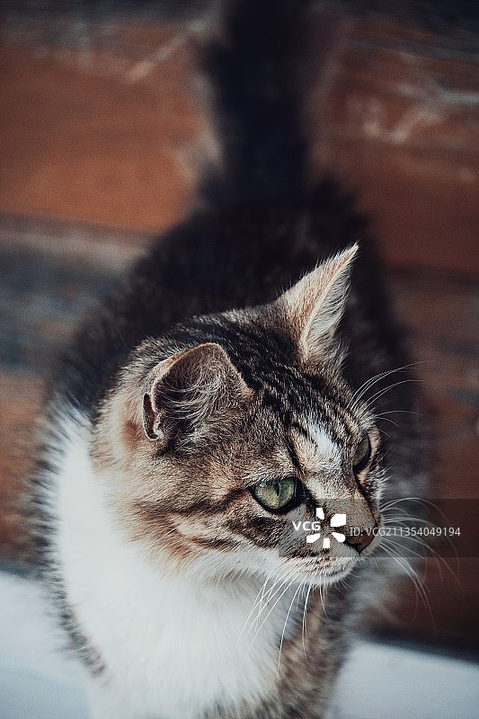 乌克兰向远处看的猫咪特写图片素材