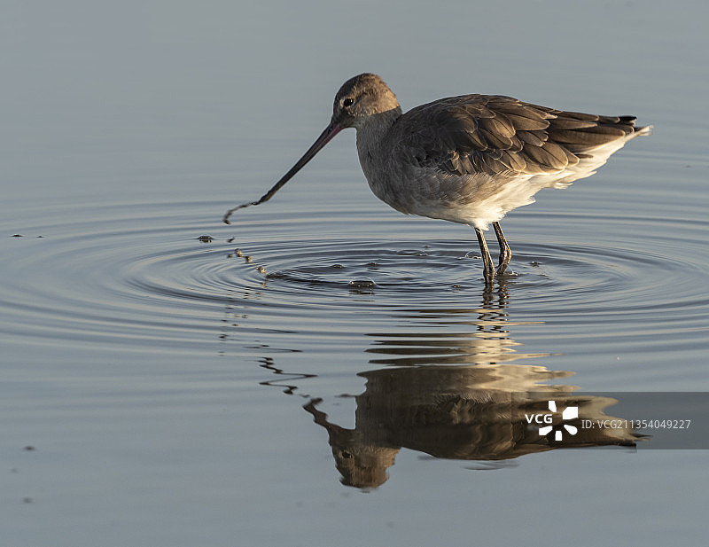 在湖中栖息的鹬鸟特写图片素材