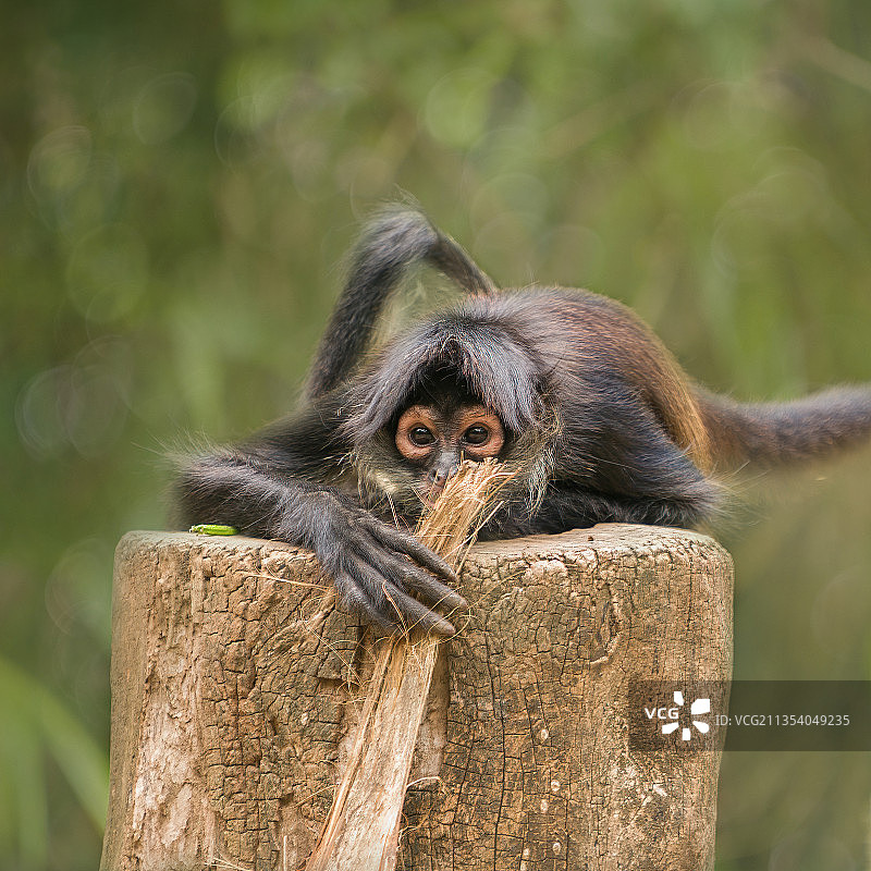 卷尾猴在木头上的特写，墨西哥金塔纳罗奥图片素材