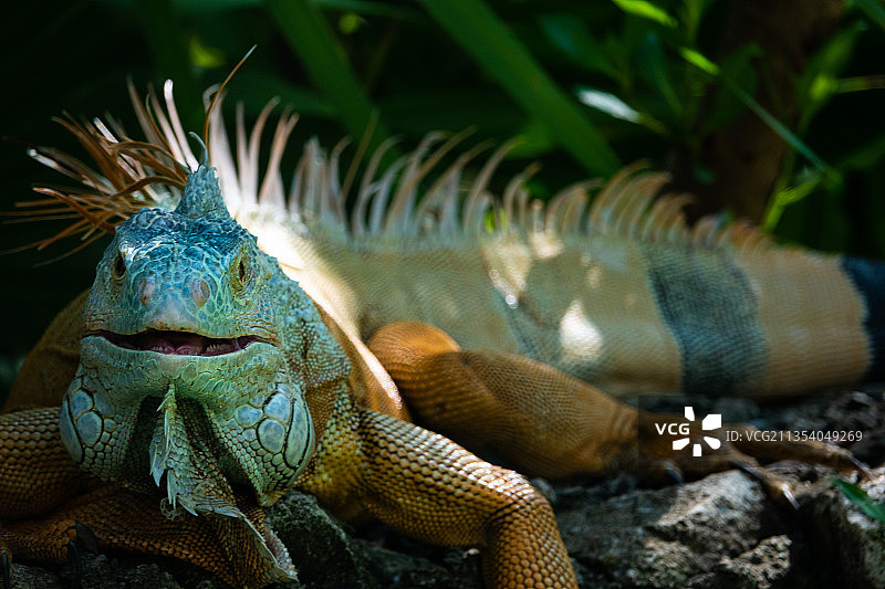 墨西哥金塔纳罗奥州的绿色鬣蜥特写图片素材