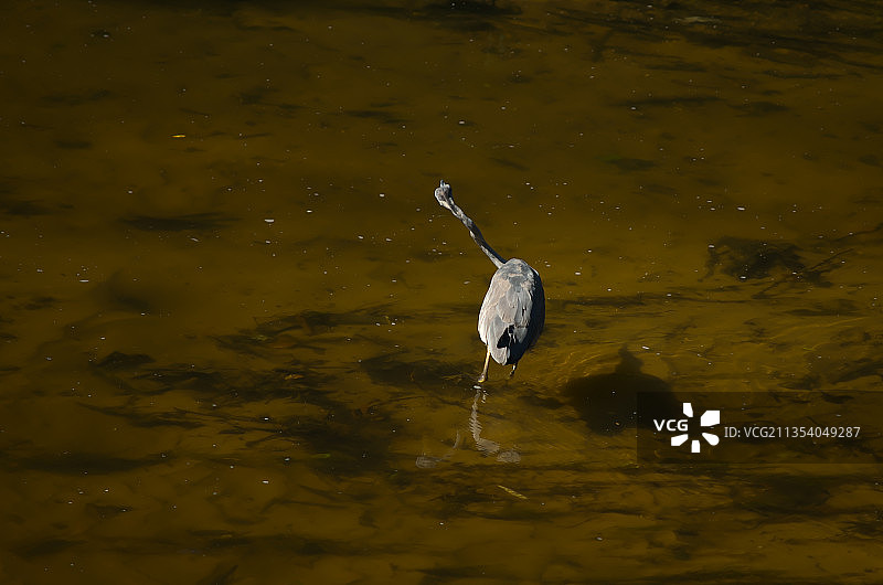 德国弗雷登湖中栖息的苍鹭的俯视照片图片素材
