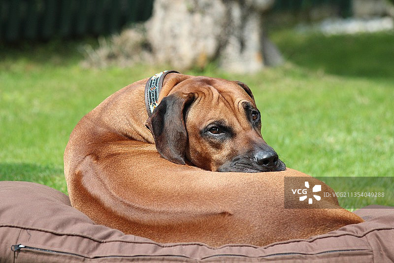 草地上坐着的狗的特写，意大利布雷西亚德森扎诺-德尔加达图片素材