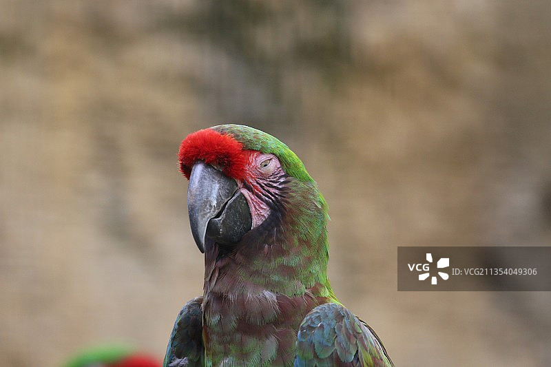 金刚鹦鹉特写，荷兰鹿特丹图片素材