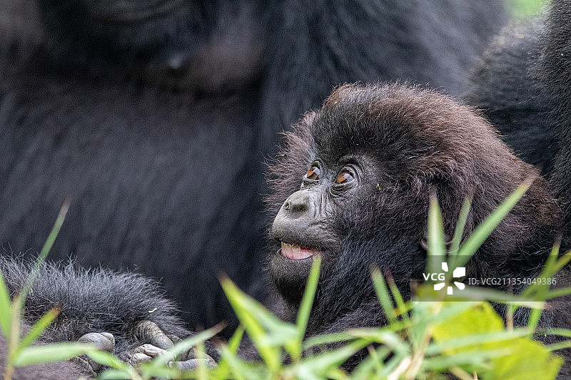 卢旺达卡莫尼的山地大猩猩的特写图片素材
