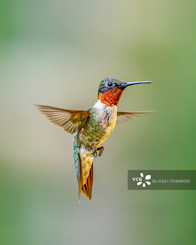 热带蜂鸟栖息在植物上的特写图片素材