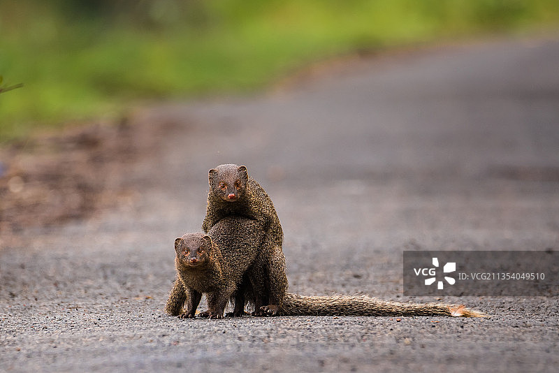 路上的猫鼬特写，印度喀拉拉邦坎努尔图片素材