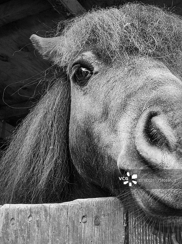 特写的狗图片素材