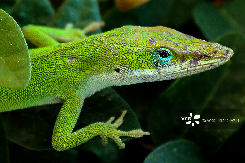 植物上的变色龙壁虎特写，美国南卡罗来纳州图片素材