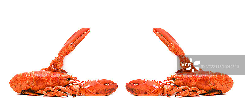 白色背景下的龙虾特写图片素材