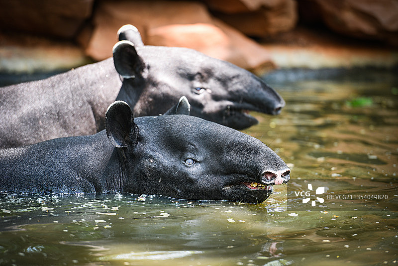 水中的猪特写图片素材