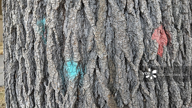 树干全景照片图片素材