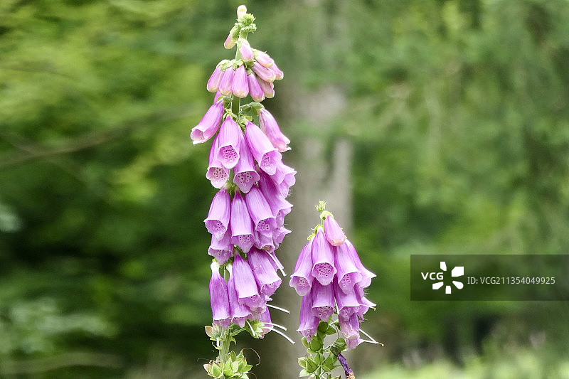 粉色植物特写，德国索林图片素材