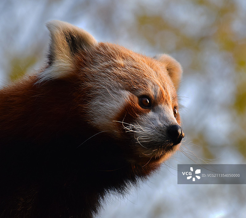 熊回头望的特写图片素材