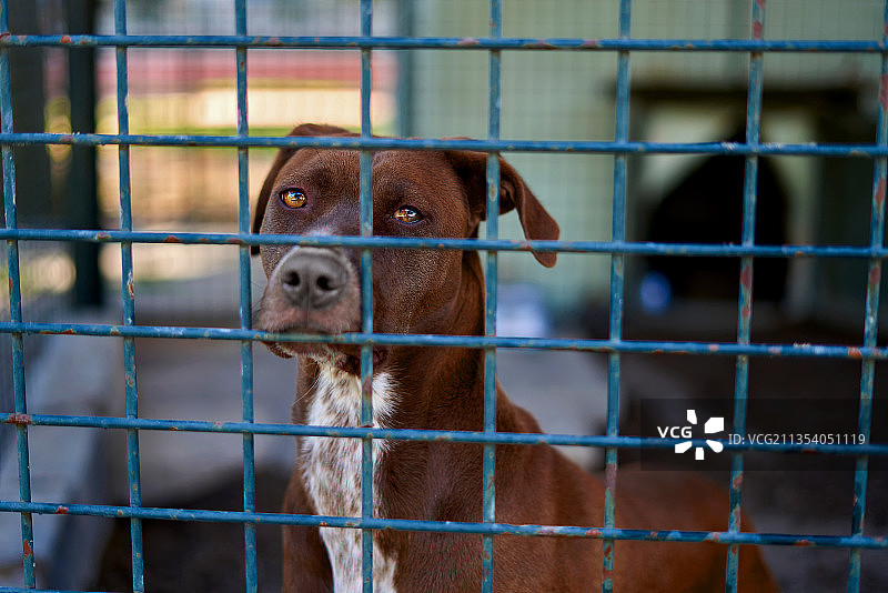 笼子里纯种猎犬的特写，土耳其图片素材
