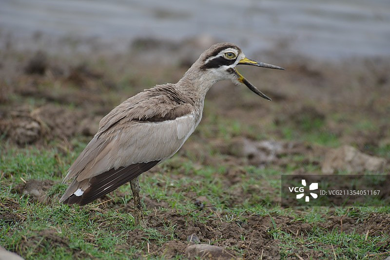 田野上的猛禽鹞特写，印度图片素材