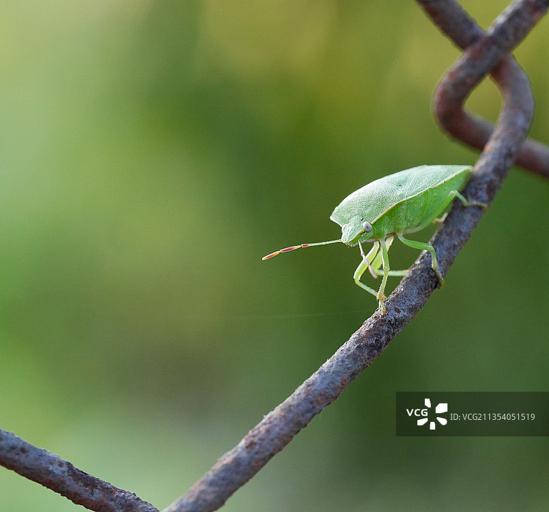 树枝上的昆虫特写图片素材