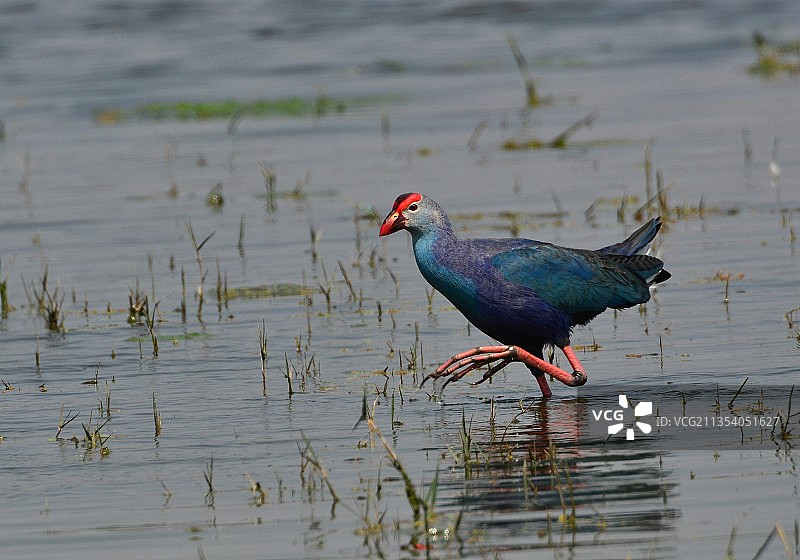 栖息在湖中的黑水鸡侧视图图片素材