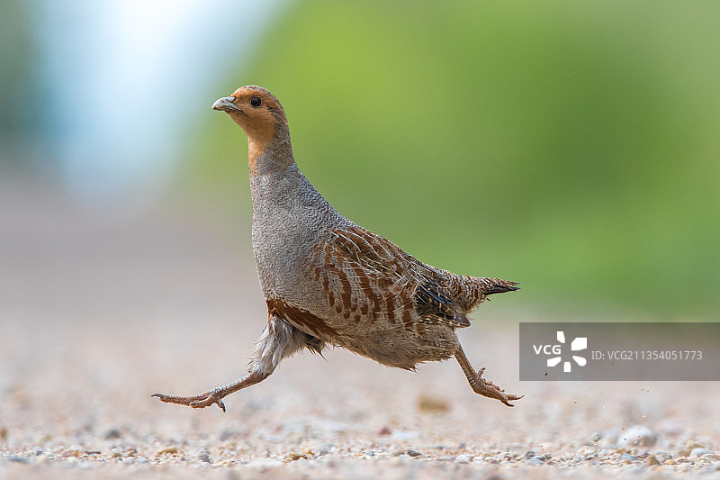 石鸡栖息在沙子上的特写图片素材