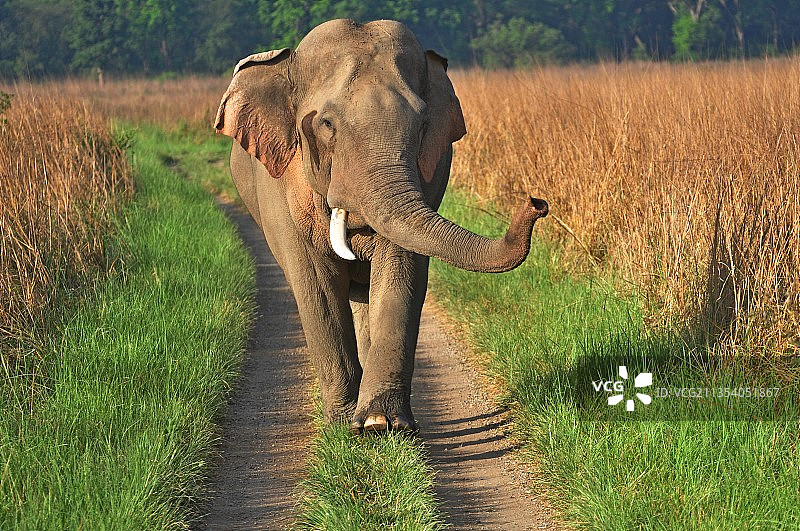 在印度田野上行走的小象图片素材